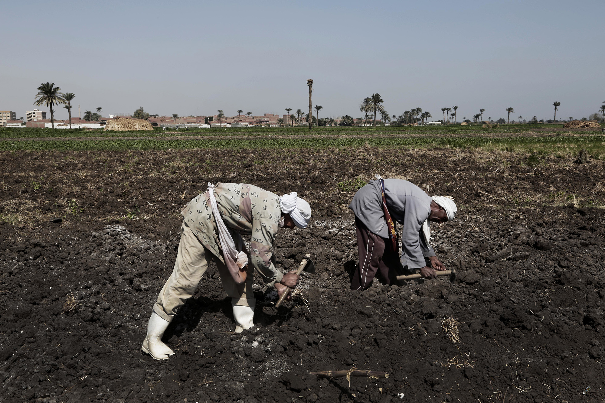 مصر زراعة الأرز