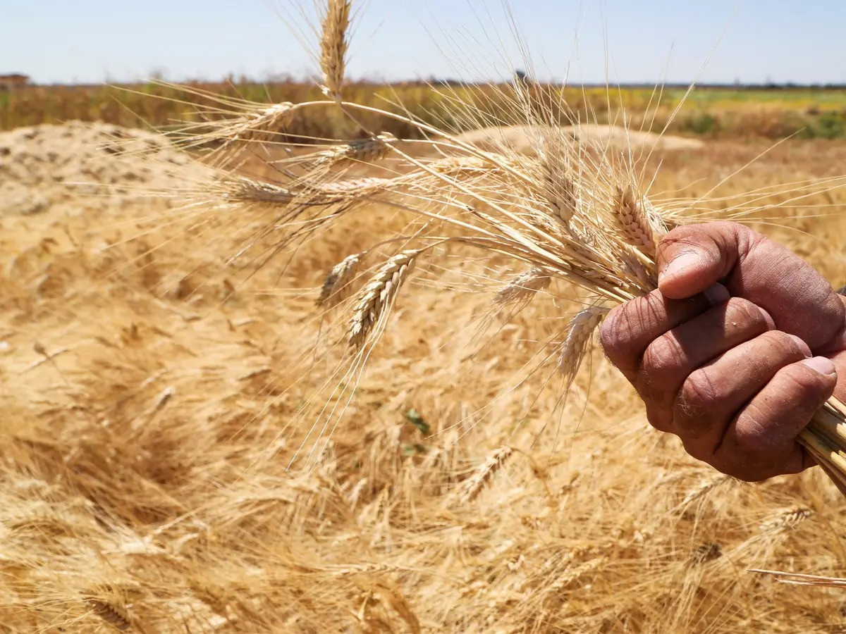 زراعة القمح بنظام المصاطب