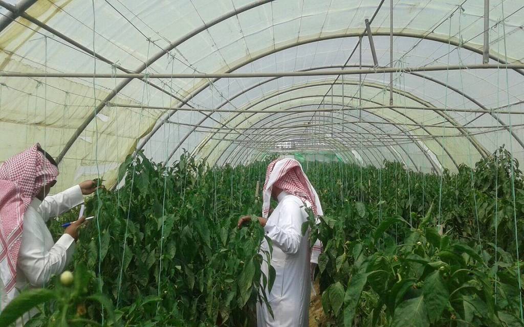 الزراعة في السعودية