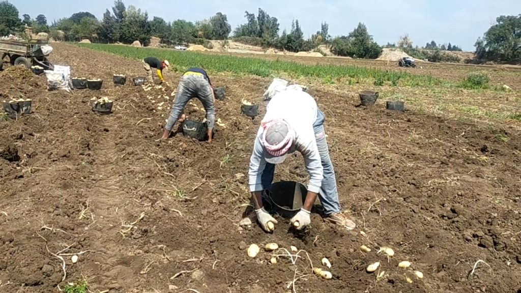 زراعة البطاطس في مصر