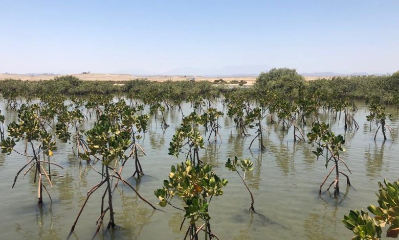 زراعة المانجروف في البحر الأحمر