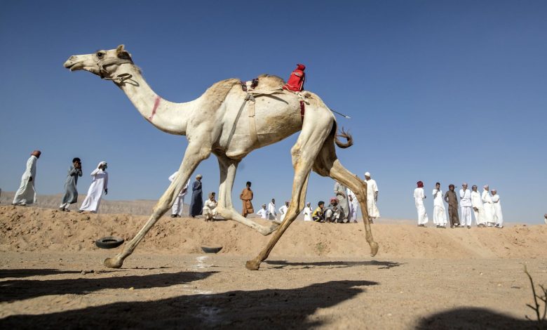 تربية الإبل