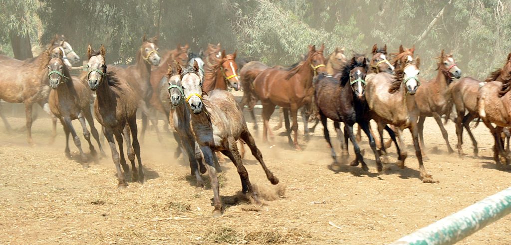 الخيول العربية الأصيلة 