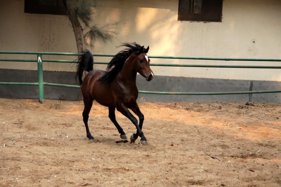 الخيول العربية الأصيلة 