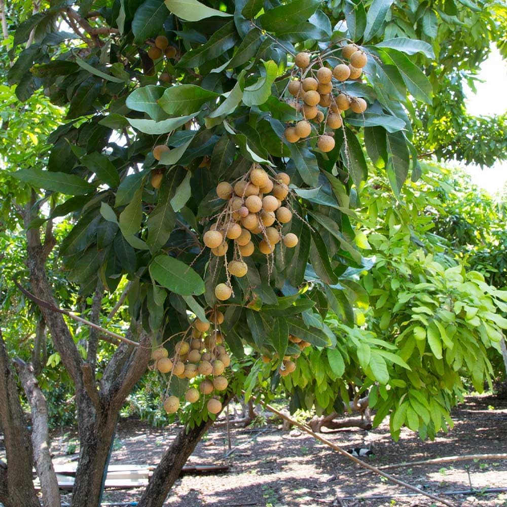 اللونجان