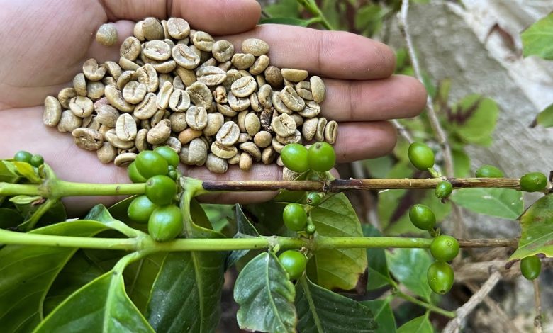 زراعة البن في السعودية