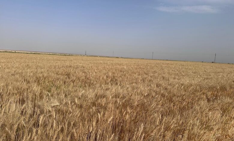 سيناء والتنمية الزراعية