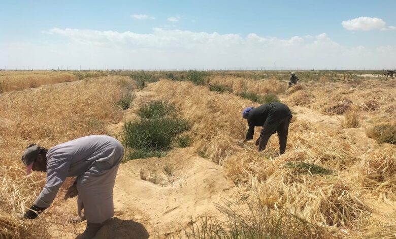 تنمية سيناء
