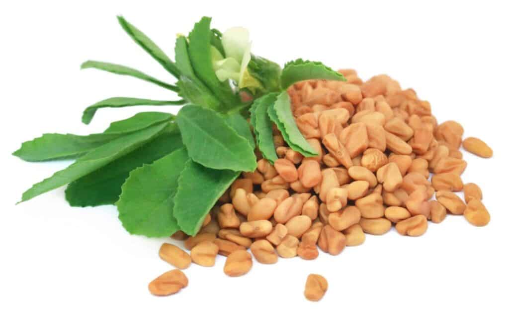 الحلبة