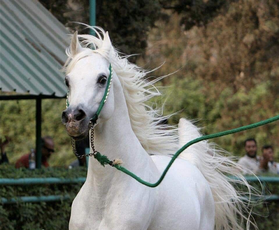 الخيول