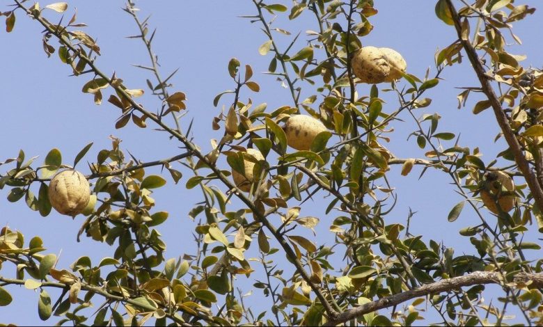 تمور اللجليج