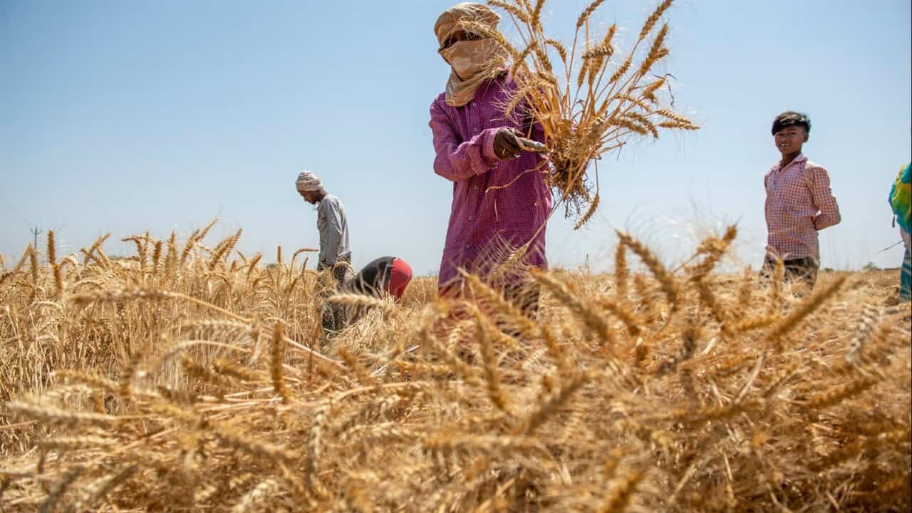 موسم توريد القمح 2025