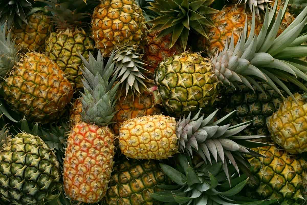 أكبر 10 دول الأناناس