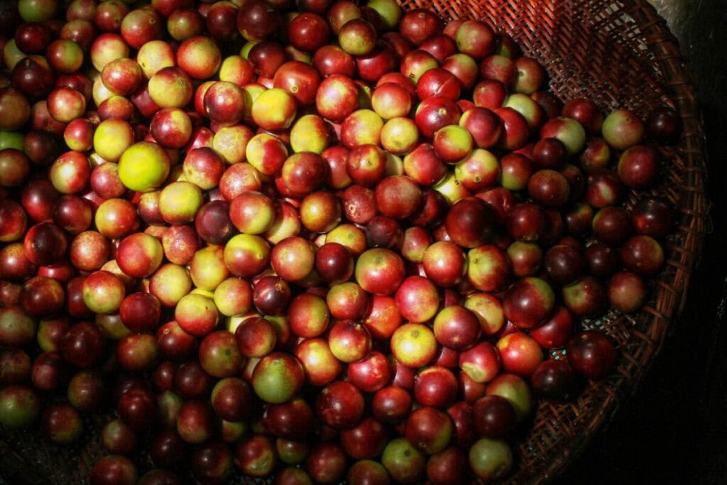 الكامو كامو