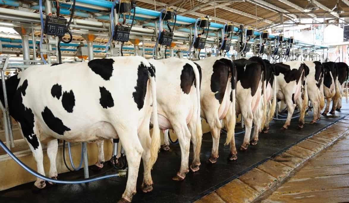 إنتاج اللحوم السعودية