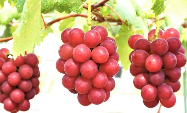 أغلى عنب في العالم