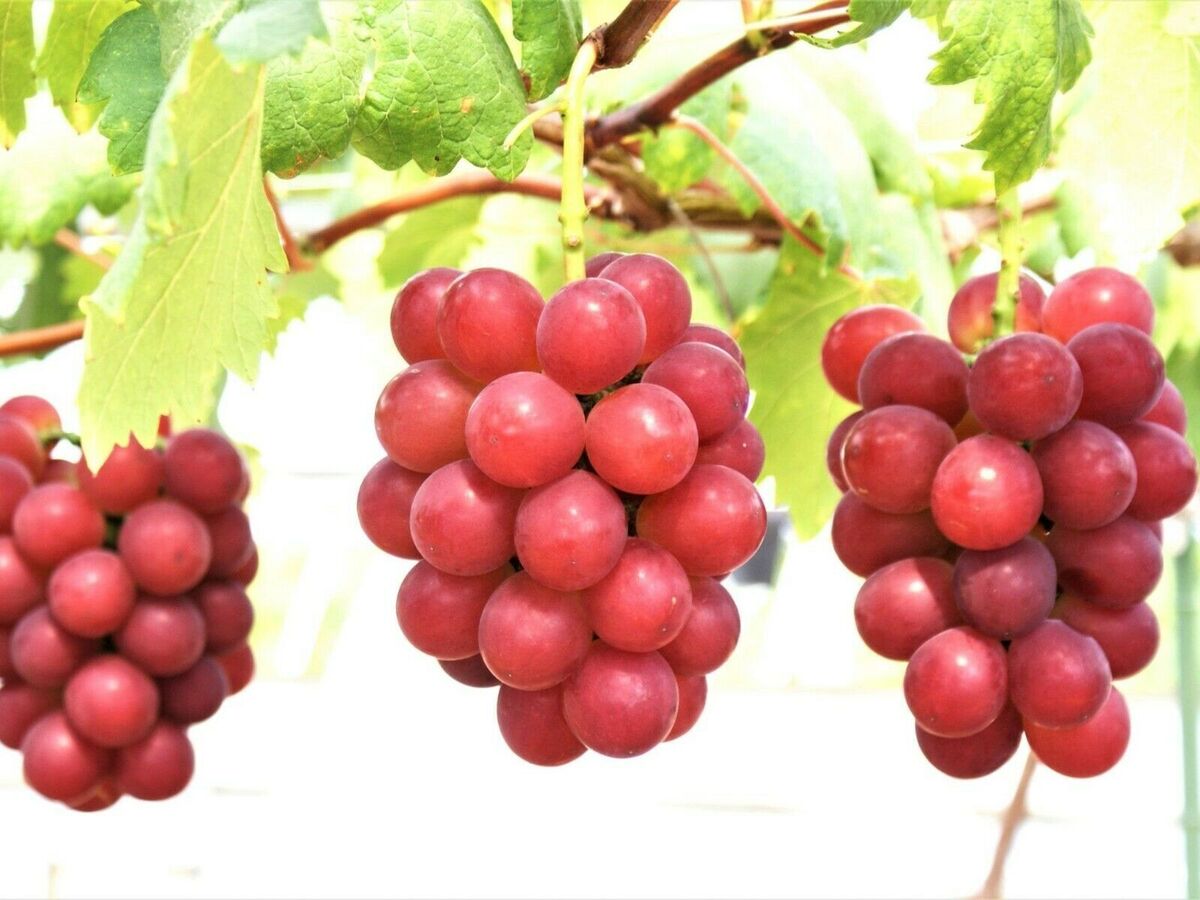 أغلى عنب في العالم