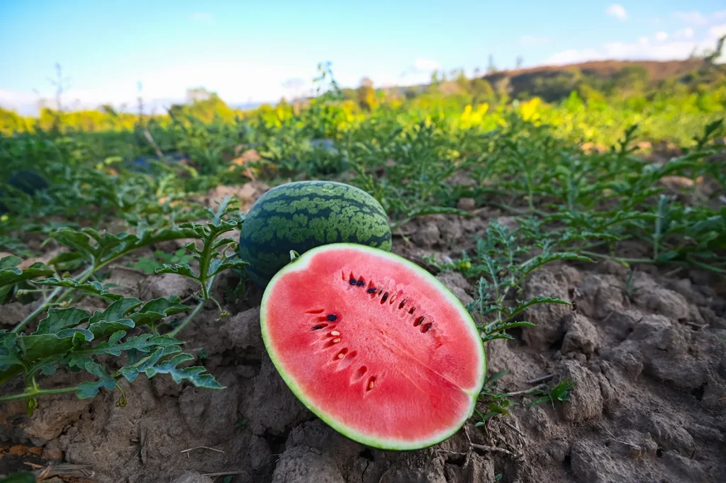 البطيخ أكبر 10 دول