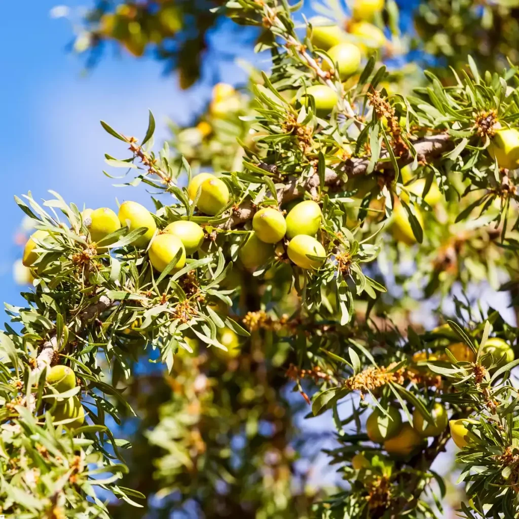 أشجار الأرجان