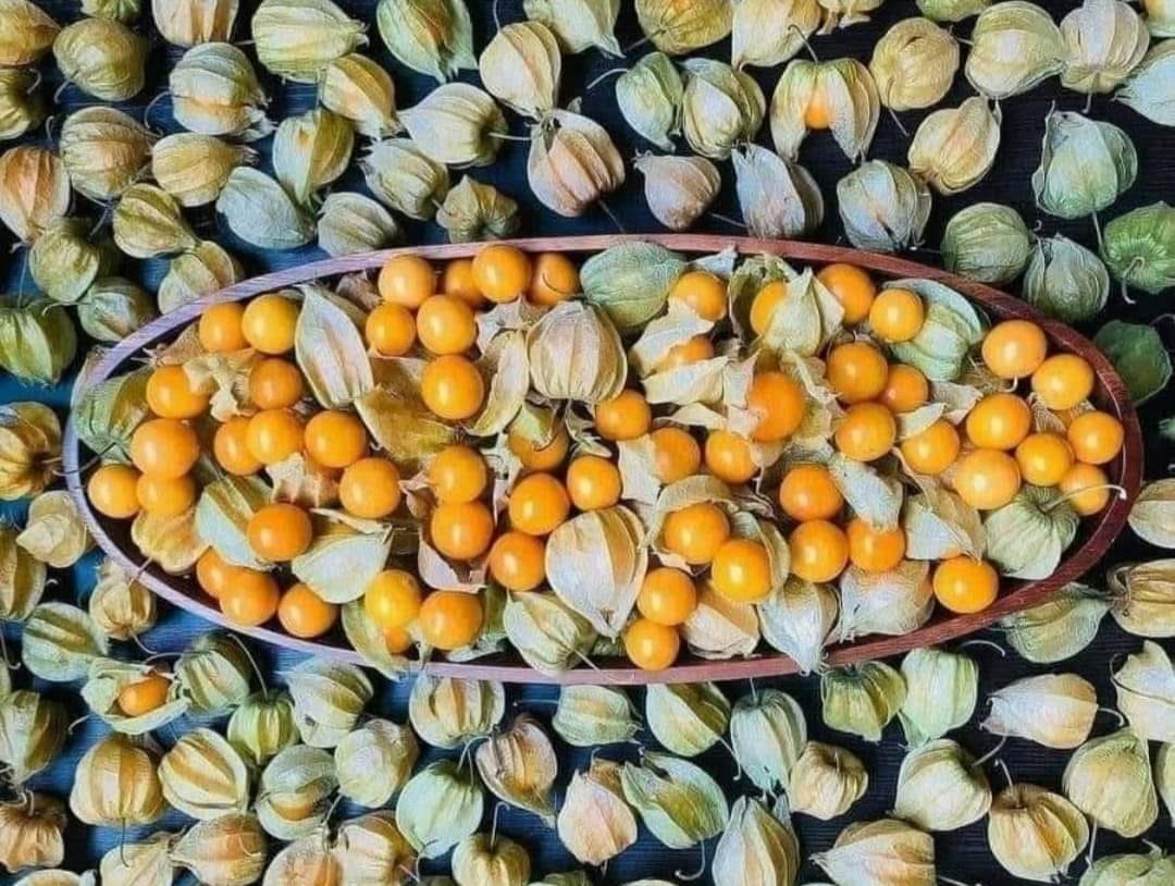كنز فوائد صحية.. لماذا تنصح الزراعة بتناول الحرنكش؟