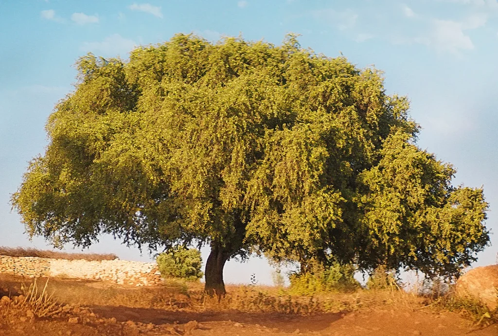 أشجار الأرجان