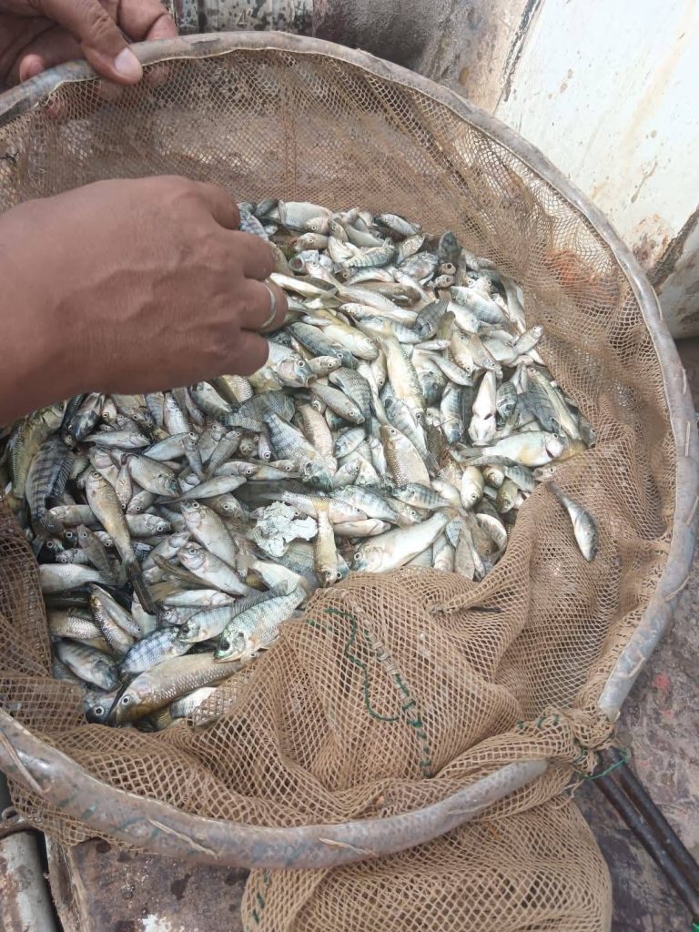 الثروة السمكية