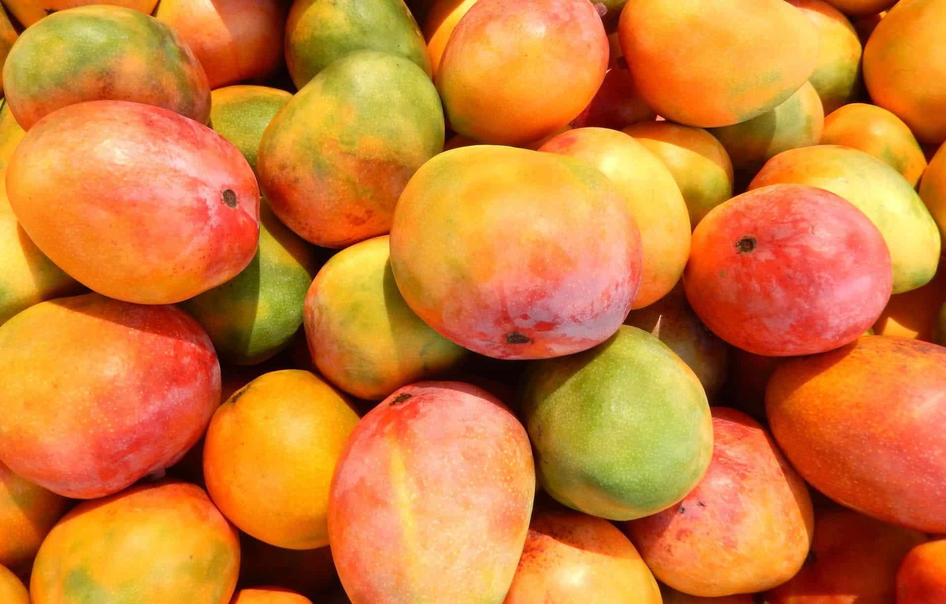 المانجو المصرية الكويت