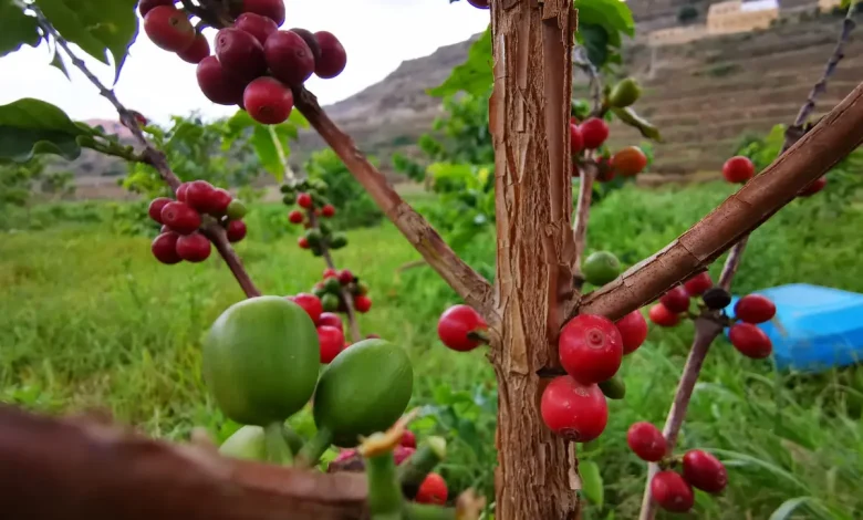 زراعة البن في السعودية