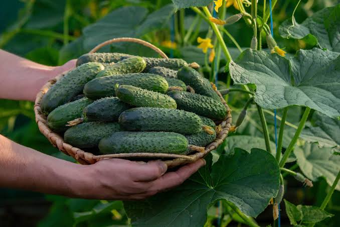 أكبر 10 دول عربية الخيار